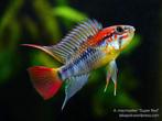 Apistogramma macmasteri, Dieren en Toebehoren, Vissen | Aquariumvissen, Zoetwatervis, Vis