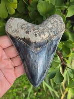 *Dark* Megalodon tand 13,9cm, Ophalen of Verzenden, Fossiel