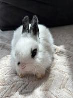 Jonge konijnen, Dieren en Toebehoren, Konijnen, Meerdere dieren
