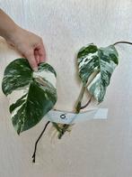 Monstera Albo stek met veel nieuwe wortels, Overige soorten, Minder dan 100 cm, Groene kamerplant, Halfschaduw