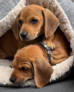 Nog 2 DwergTeckel Pups (Reutjes, speciale kleur) á €1600,-, België, Particulier, 8 tot 15 weken, Korthaar