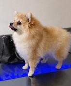 Pomeriaan teefje - met paspoort en gezondheidsboekje, Particulier, Keeshond, 15 weken tot 1 jaar, Buitenland