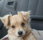 Amber is een sociaal meisje van 4 en halve maand, Dieren en Toebehoren, Particulier, 15 weken tot 1 jaar, Buitenland, Teef