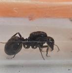 Messor Barbarus met broed, Dieren en Toebehoren, Insecten en Spinnen, Mieren