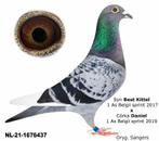 Duiven Best Kittel x Daniel, Dieren en Toebehoren, Vogels | Duiven