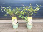 Eucalyptus Citriodora - Citroeneucalyptus H: 50 - 60 cm., Tuin en Terras, Planten | Tuinplanten, Volle zon, Vaste plant, Bloeit niet