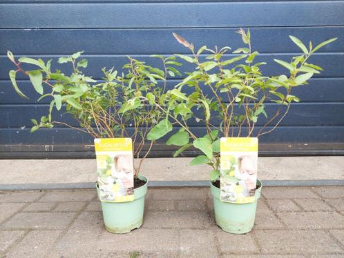 Eucalyptus Citriodora - Citroeneucalyptus H: 50 - 60 cm., Tuin en Terras, Planten | Tuinplanten, Vaste plant, Overige soorten