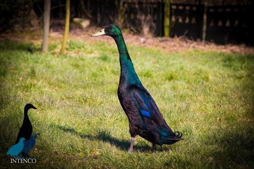 Intenco Indische loopeend woerd, koppel, trio of kwartet, Dieren en Toebehoren, Pluimvee, Eend, Meerdere dieren