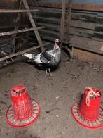 3 kalkoen te koop 1haan 2 hennen, Dieren en Toebehoren, Pluimvee, Meerdere dieren, Kalkoen