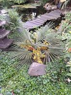 Trachycarpus fortunei x nanus zaden, Ophalen, Zomer, Volle zon, Palmboom