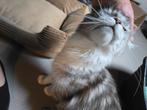 Maine coon bijna 4jr oud gesteriliseerd, Dieren en Toebehoren, Poes, Gechipt, 3 tot 5 jaar