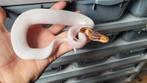1.0 Special Pied (YB?)                    Ball Python Regius, Dieren en Toebehoren, Reptielen en Amfibieën, Slang
