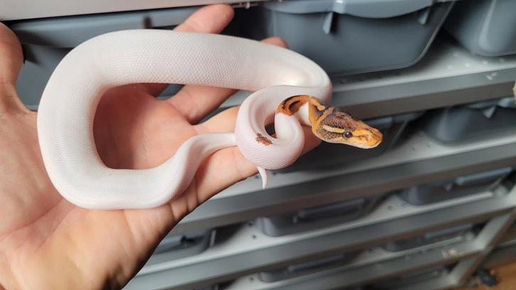 1.0 Special Pied (YB?)                    Ball Python Regius, Dieren en Toebehoren, Reptielen en Amfibieën, Slang, 0 tot 2 jaar