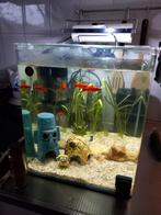 Aquarium compleet, 35h x 30b x 30d, €75,-, Ophalen, Zo goed als nieuw, Gevuld zoetwateraquarium