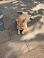 Gratis rode kat