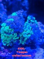 Crafted hammer koraal, Dieren en Toebehoren, Vissen | Aquariumvissen, Overige typen