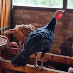 Kalkoenen hanen., Dieren en Toebehoren, Pluimvee, Mannelijk, Kalkoen