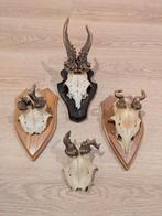 Collectie abnormale geweien, Ophalen of Verzenden, Gebruikt, Hert, Gewei of Kop