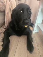 Goldador pups (Golden retriever x Labrador), Golden retriever, 8 tot 15 weken, Meerdere, Meerdere dieren