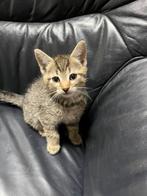 Lieve huiselijke kittens te koop, Dieren en Toebehoren, Katten en Kittens | Overige Katten, Meerdere dieren, Kortharig, 0 tot 2 jaar