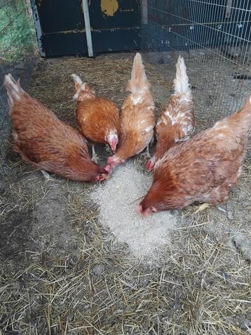 5 mooie legkippen beschikbaar voor biedingen