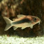 Corydoras Bronze (cw026), Dieren en Toebehoren, Vissen | Aquariumvissen, Vis, Zoetwatervis, Schoolvis