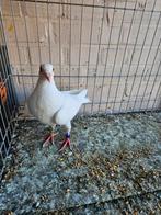Jonge witte postduiven, Dieren en Toebehoren, Meerdere dieren