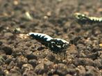 Black Galaxy Fishbone garnalen Med grade | Caridina Shrimps, Dieren en Toebehoren, Vissen | Aquariumvissen, Zoetwatervis, Kreeft, Krab of Garnaal