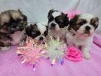 NOG 1 SHIH TZU REUTJE OVER, Rabiës (hondsdolheid), Overige rassen, 8 tot 15 weken, Meerdere