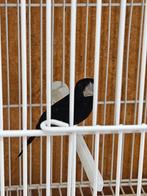 Twatwa Sipa, Mannelijk, Tropenvogel