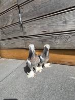 Takla, Dieren en Toebehoren, Vogels | Duiven
