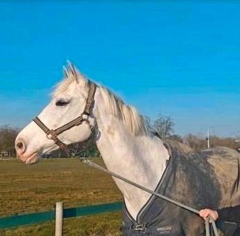 9 jarig springpaard, Dieren en Toebehoren, Paarden, Ruin, B, 170 tot 175 cm, 7 tot 10 jaar, Springpaard