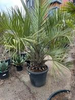Butia capitata palm, 100 tot 250 cm, Zomer, Palmboom, Ophalen
