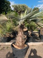 Brahea Armata 90cm stam, Ophalen, Zomer, Volle zon, 100 tot 250 cm
