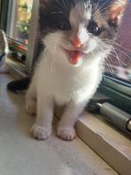 Lieve kittens van 2 maanden oud zoeken een warm thuis!, Dieren en Toebehoren, Meerdere dieren