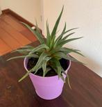 Plant in pot, Ophalen of Verzenden, Overige soorten, In pot, Minder dan 100 cm