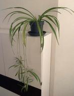 Kamerplant: Graslelie - Chlorophytum, Huis en Inrichting, Kamerplanten, Ophalen, Minder dan 100 cm