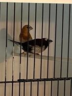 Japanse meeuwtjes, Dieren en Toebehoren, Vogels | Overige Vogels, Meerdere dieren, Tropenvogel