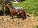 Mooie bruine dwerggeit, Dieren en Toebehoren, Schapen, Geiten en Varkens, Vrouwelijk, Geit