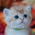 British Shorthair Golden + Blue Point, Meerdere dieren, Gechipt, 0 tot 2 jaar