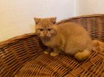 Britse korthaar kitten rood, Dieren en Toebehoren, Katten en Kittens | Raskatten | Korthaar, Kater, Gechipt, 0 tot 2 jaar