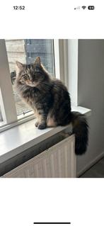 Siberische boskat, Poes, Ontwormd, 3 tot 5 jaar