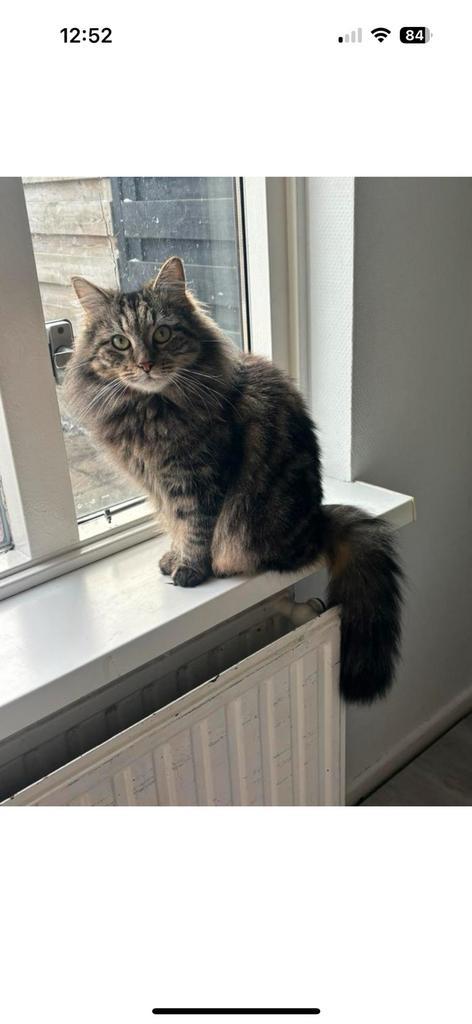 Siberische boskat, Dieren en Toebehoren, Katten en Kittens | Raskatten | Langhaar, Poes, 3 tot 5 jaar, Ontwormd