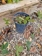 Jonge Bramenplant in Pot, Tuin en Terras, Planten | Tuinplanten, Ophalen, Volle zon, Vaste plant, Zomer