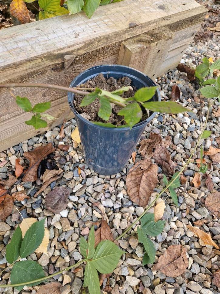 Jonge Bramenplant in Pot, Tuin en Terras, Planten | Tuinplanten, Vaste plant, Fruitplanten, Volle zon, Zomer, Ophalen