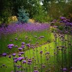 Verbena, Tuin en Terras, Planten | Tuinplanten, Ophalen