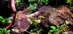 Crystal red shrimps garnalen shrimp caridina cantonensis, Dieren en Toebehoren, Vissen | Aquariumvissen, Zoetwatervis, Kreeft, Krab of Garnaal