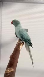 Halsbandparkiet Opaline Turquoise  split Bleekstaart pop 25, Vrouwelijk, Parkiet, Geringd