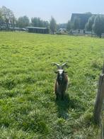 Landgeit bokje, Dieren en Toebehoren, Schapen, Geiten en Varkens, Mannelijk, Geit