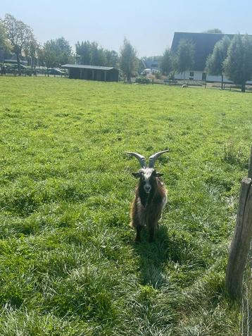 Landgeit bokje beschikbaar voor biedingen